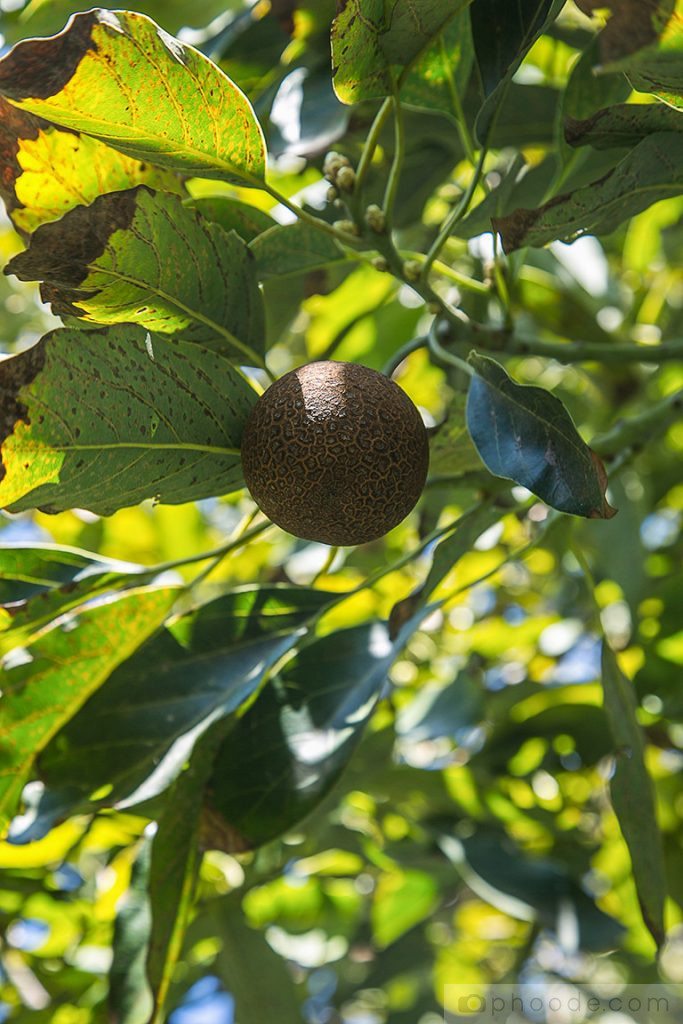 avocado blossom, avocado fruit, hass avocado, california harvest, california back yard trees, picking avocado, avocado picker, avocado fruit, avocado prep, avocado harvesting, avocado tree, avocado photography, avocado texture, avocado taste, avocado shape, avocado leaves, avocado ripening, avocado ripened, avocado in brown bag, avocado growing, avocado grove, california avocado, california avocado board, guacamole, avocado recipe, avocado dish, avocado blog, avocado story, avocado pictures, avocado in the kitchen, culinary properties of avocado, avocado farm, avocado orchard, fruit orchard, cosmetic properties of avocado