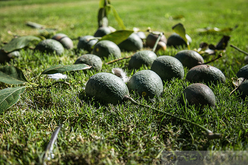 avocado blossom, avocado fruit, hass avocado, california harvest, california back yard trees, picking avocado, avocado picker, avocado fruit, avocado prep, avocado harvesting, avocado tree, avocado photography, avocado texture, avocado taste, avocado shape, avocado leaves, avocado ripening, avocado ripened, avocado in brown bag, avocado growing, avocado grove, california avocado, california avocado board, guacamole, avocado recipe, avocado dish, avocado blog, avocado story, avocado pictures, avocado in the kitchen, culinary properties of avocado, avocado farm, avocado orchard, fruit orchard, cosmetic properties of avocado