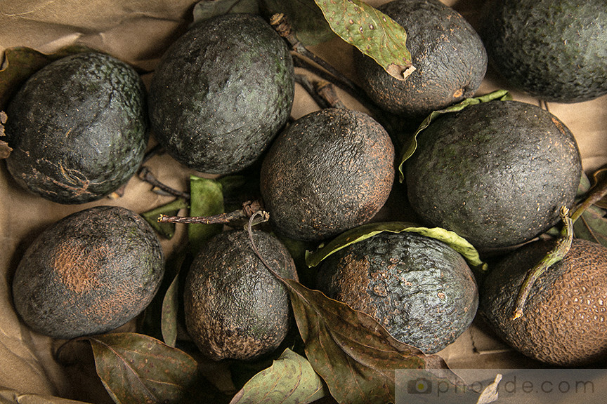 avocado blossom, avocado fruit, hass avocado, california harvest, california back yard trees, picking avocado, avocado picker, avocado fruit, avocado prep, avocado harvesting, avocado tree, avocado photography, avocado texture, avocado taste, avocado shape, avocado leaves, avocado ripening, avocado ripened, avocado in brown bag, avocado growing, avocado grove, california avocado, california avocado board, guacamole, avocado recipe, avocado dish, avocado blog, avocado story, avocado pictures, avocado in the kitchen, culinary properties of avocado, avocado farm, avocado orchard, fruit orchard, cosmetic properties of avocado