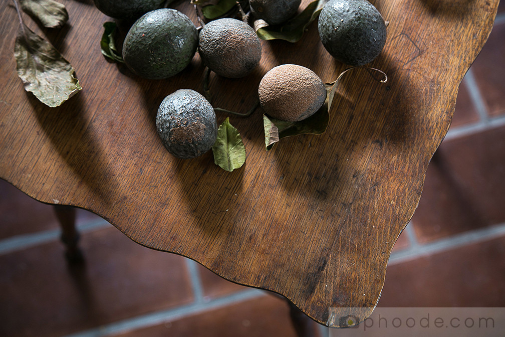 avocado blossom, avocado fruit, hass avocado, california harvest, california back yard trees, picking avocado, avocado picker, avocado fruit, avocado prep, avocado harvesting, avocado tree, avocado photography, avocado texture, avocado taste, avocado shape, avocado leaves, avocado ripening, avocado ripened, avocado in brown bag, avocado growing, avocado grove, california avocado, california avocado board, guacamole, avocado recipe, avocado dish, avocado blog, avocado story, avocado pictures, avocado in the kitchen, culinary properties of avocado, avocado farm, avocado orchard, fruit orchard, cosmetic properties of avocado