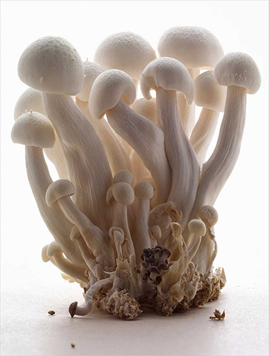 Mushrooms Food Photography Peter Lippmann