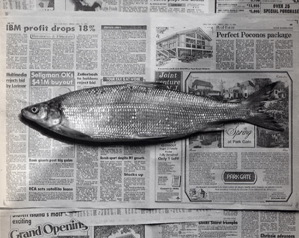 Fish 1985 Food Photography of Robert Mapplethorpe