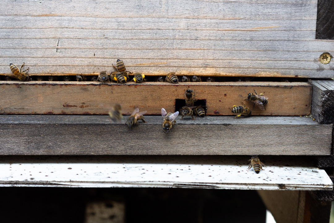 honey, beehive, honey bees, making honey, phoode, editorial food photography