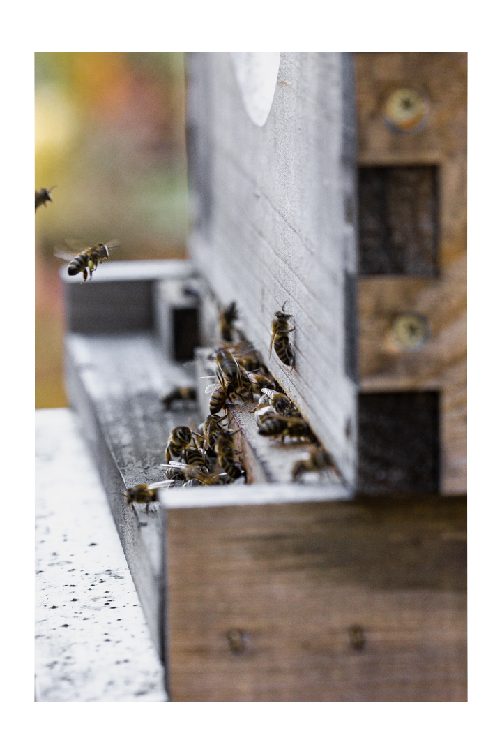 beehive, honey bees, pollen, phoode, editorial food photography