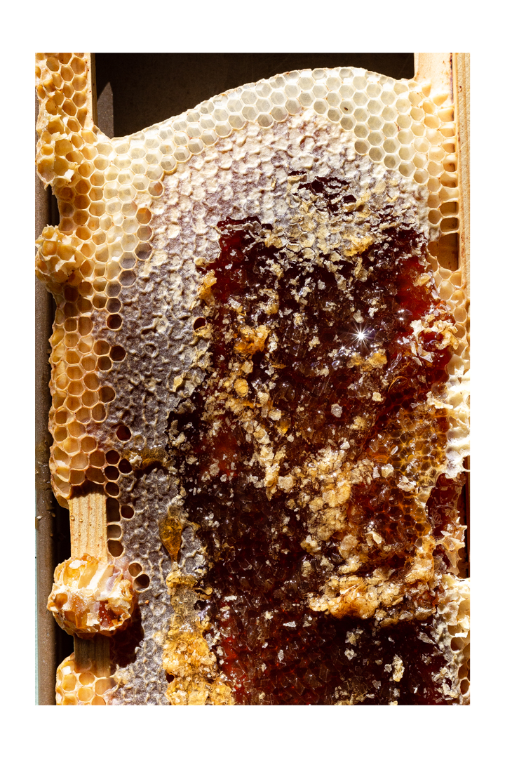 honeycombm, honey, honey making, beehive, phoode, editorial food photography