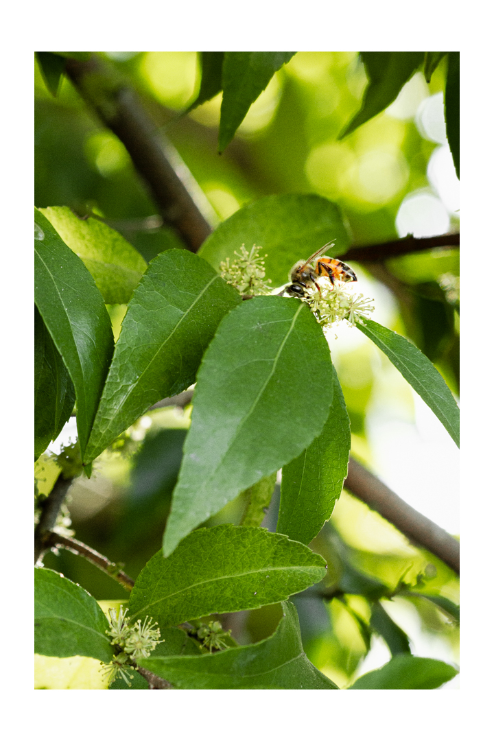 Honey Bees, bee nectar, pollen, making honey, beehive, phoode, editorial food photography